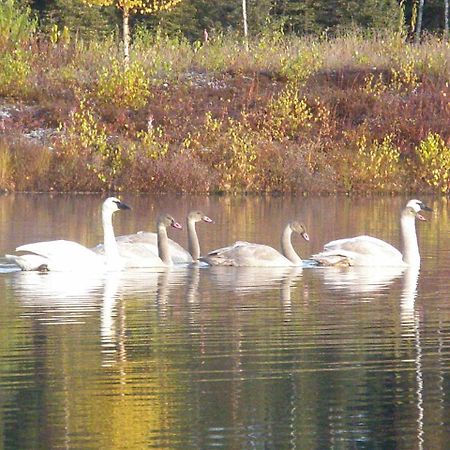 Talkeetna Lakeside Cabins เดนาลี ภายนอก รูปภาพ