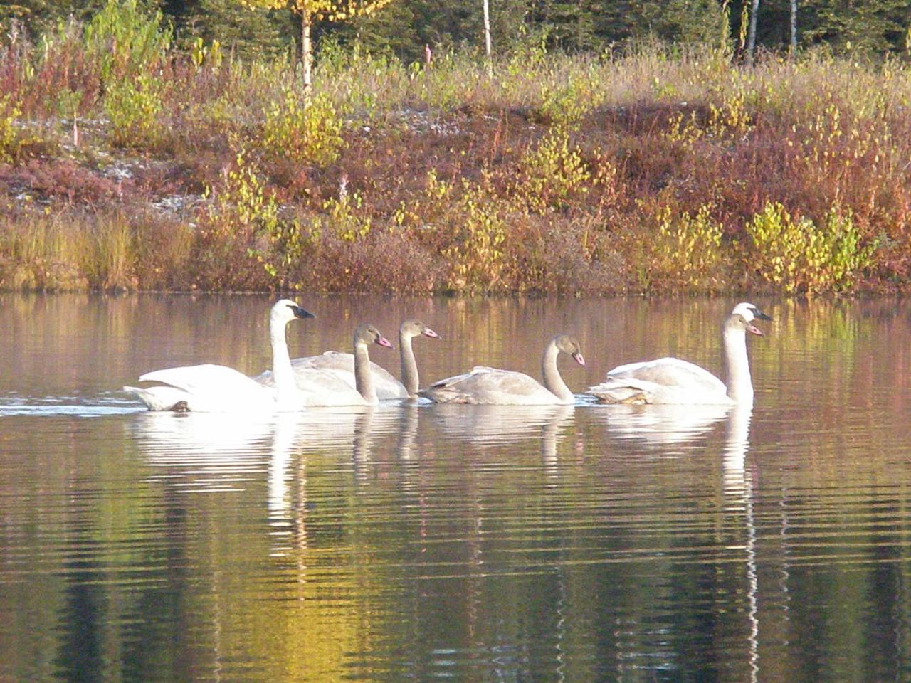 Talkeetna Lakeside Cabins เดนาลี ภายนอก รูปภาพ